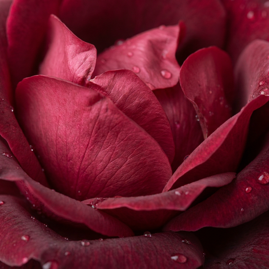 7 Incredible Benefits of Rose Water for Perfect Eyebrow Tinting